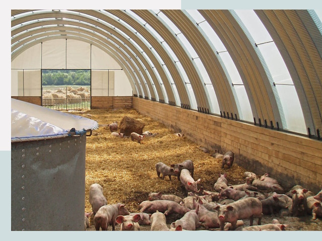 Строительство свинарников в Люберцах